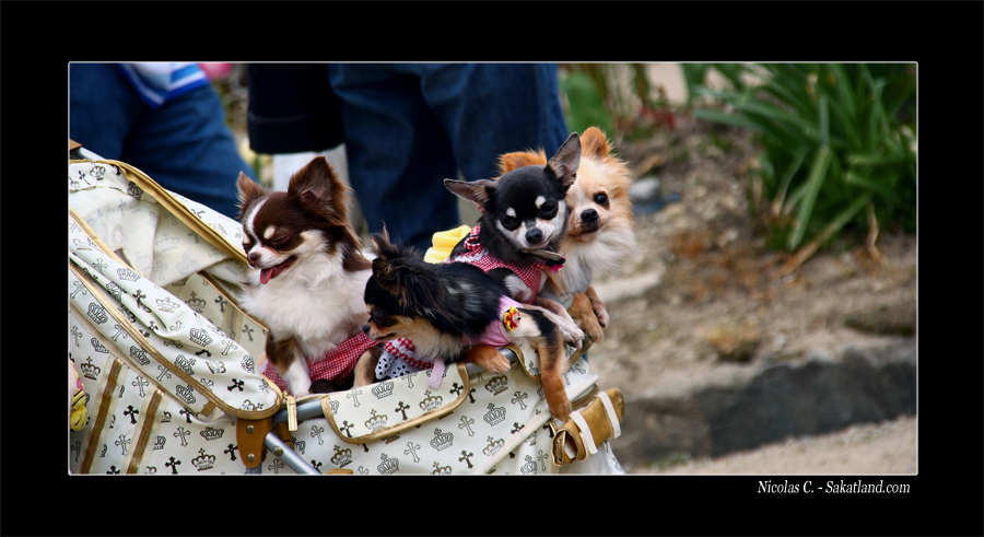 Trip_Junko_Dogs.jpg